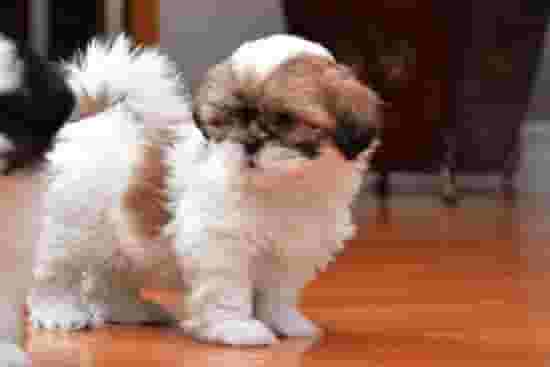 Shih tzu puppies Available