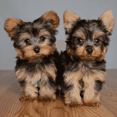 Yorkshire Terriers Puppies available for sale