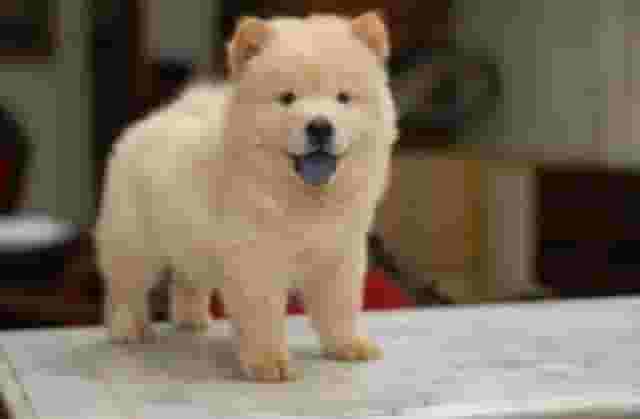 Chow chow puppies available for sale