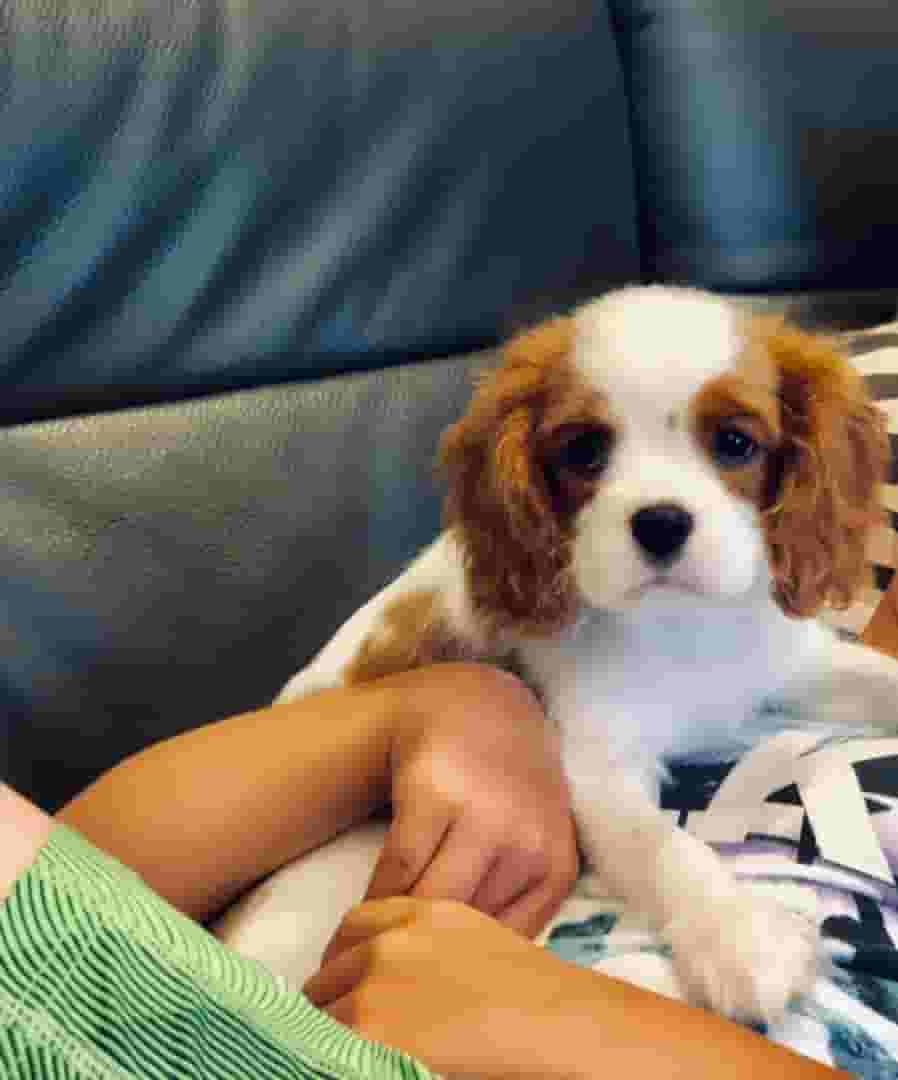 Cavalier King Charles Spaniel puppies for sale