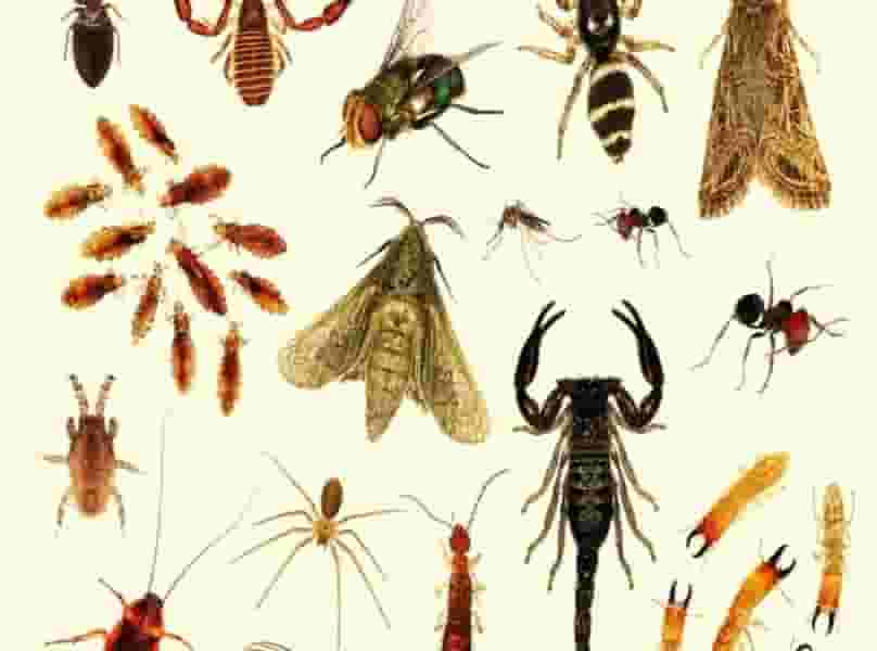 pest control company