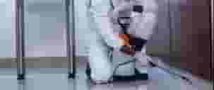 Pest control company in Sharjah