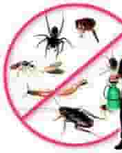 Pest control company in Dubai