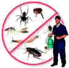 Pest control company in Dubai