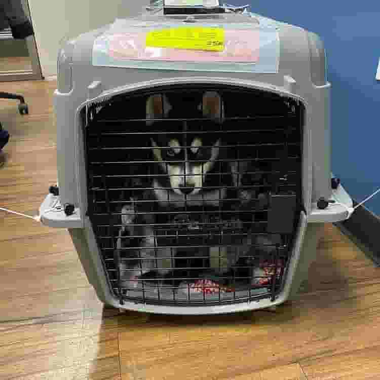 well trained and well vaccinated dogs for sell