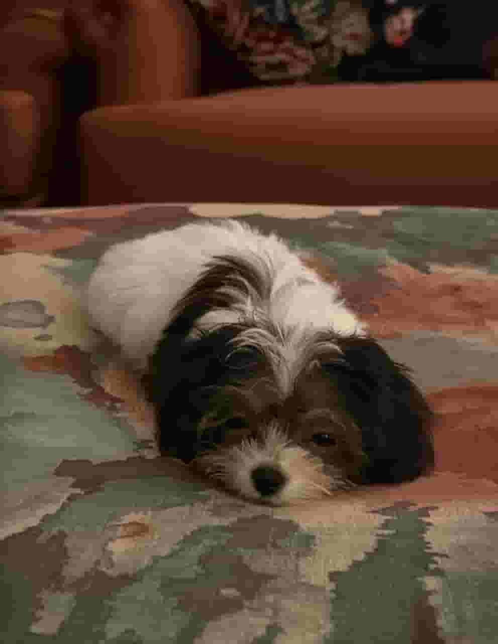  Maltipo is a 3-month-old male puppy