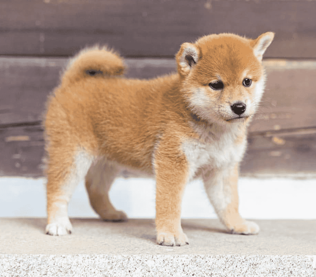 Shiba Inu dogs for sale