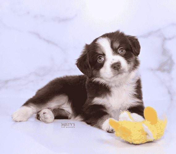 Australian Shepherds For Sale 