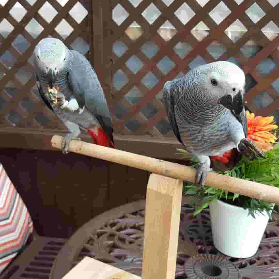 Talking African Grey Parrots