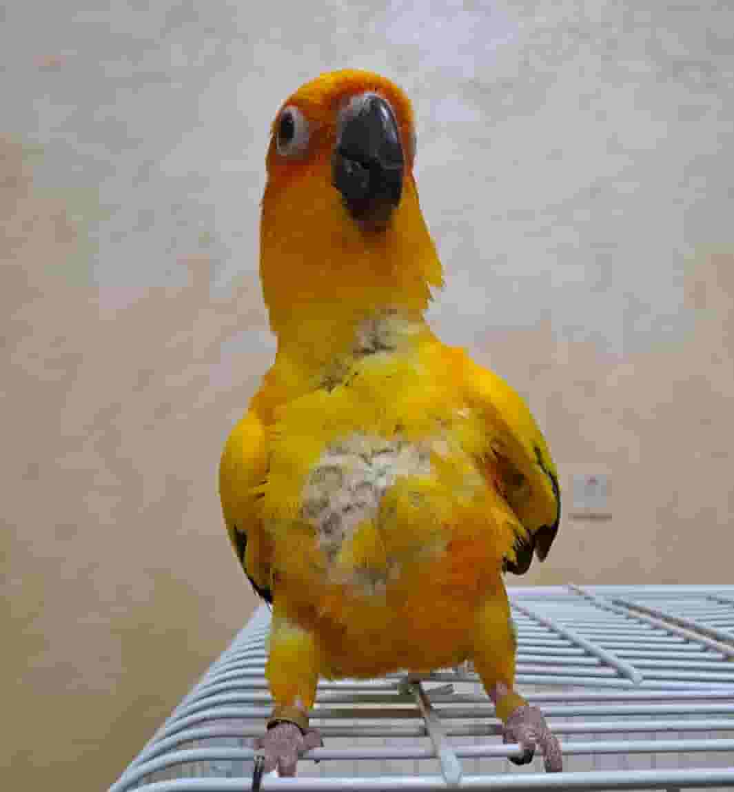 Sun Knorr parrot for sale