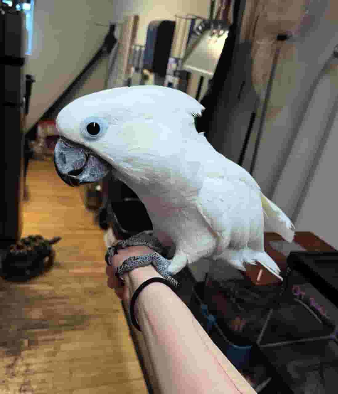 COCKATOO PARROTS