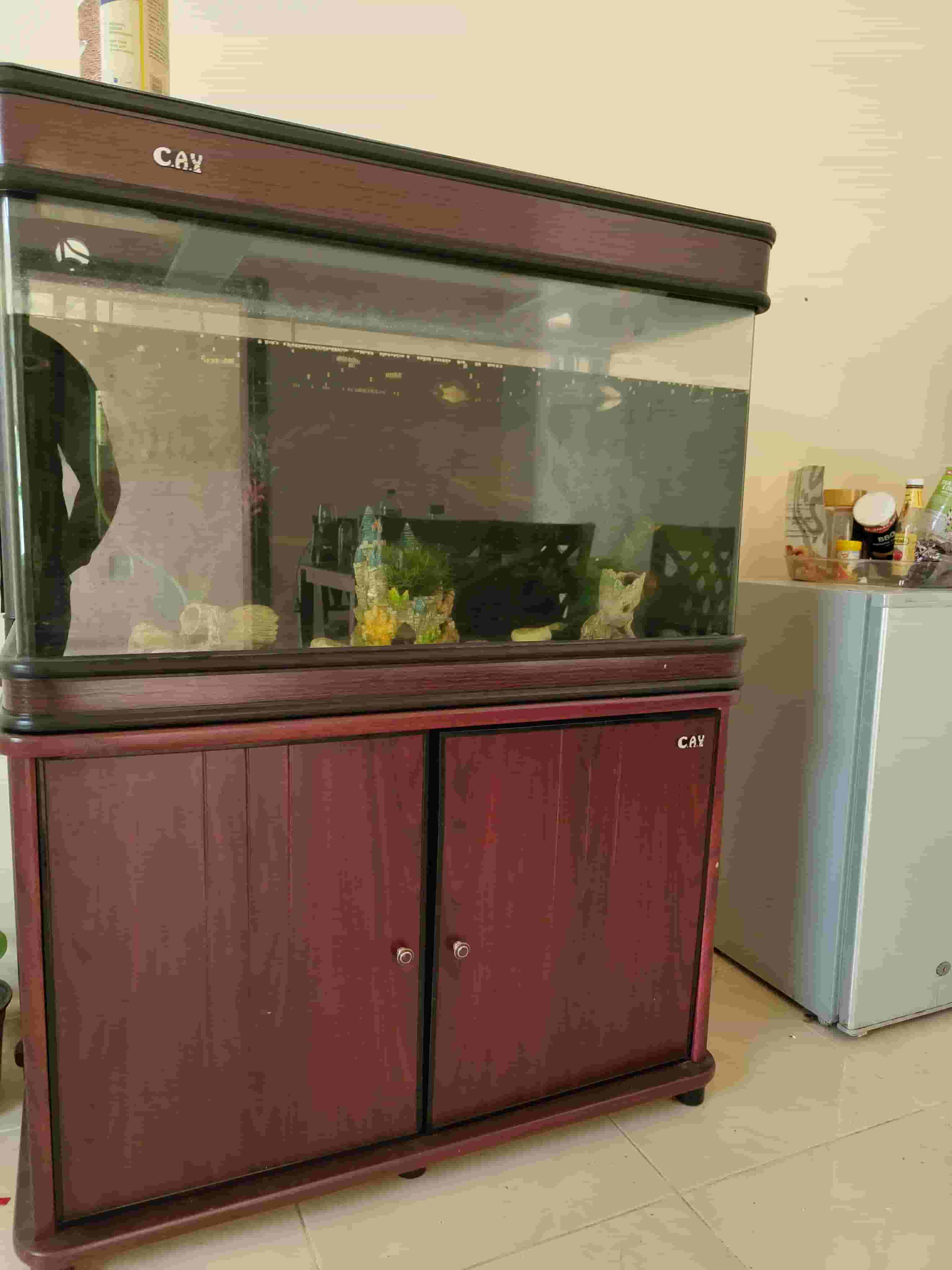 Fish aquarium
