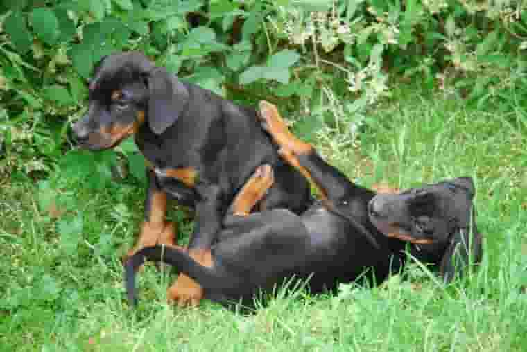 Doberman dogs 