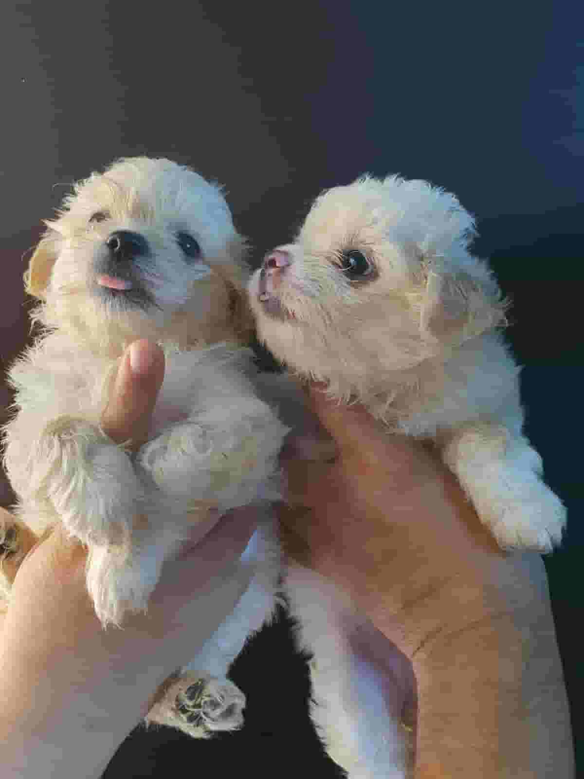 Cute maltipo puppies