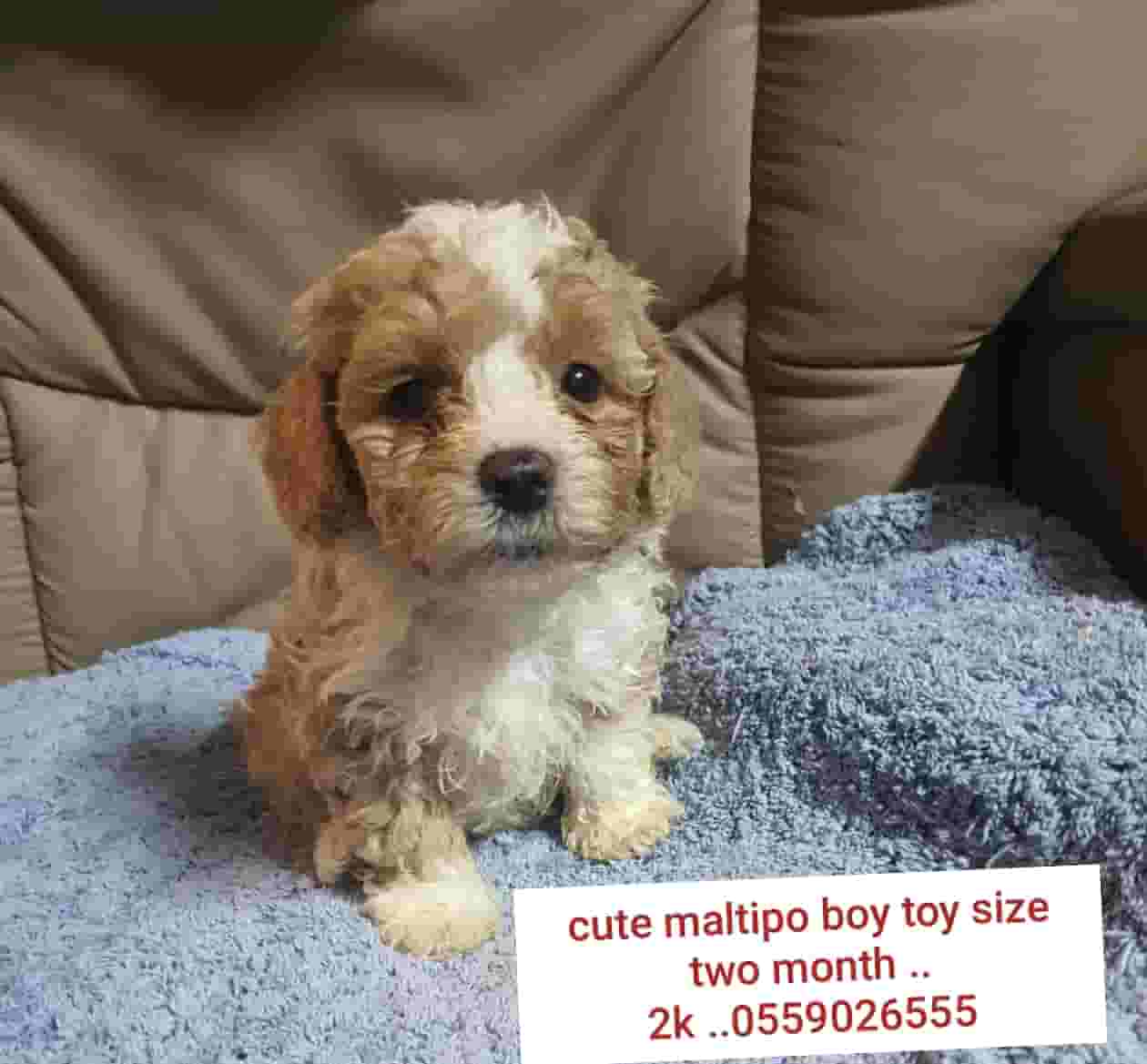 Cute maltipo dog