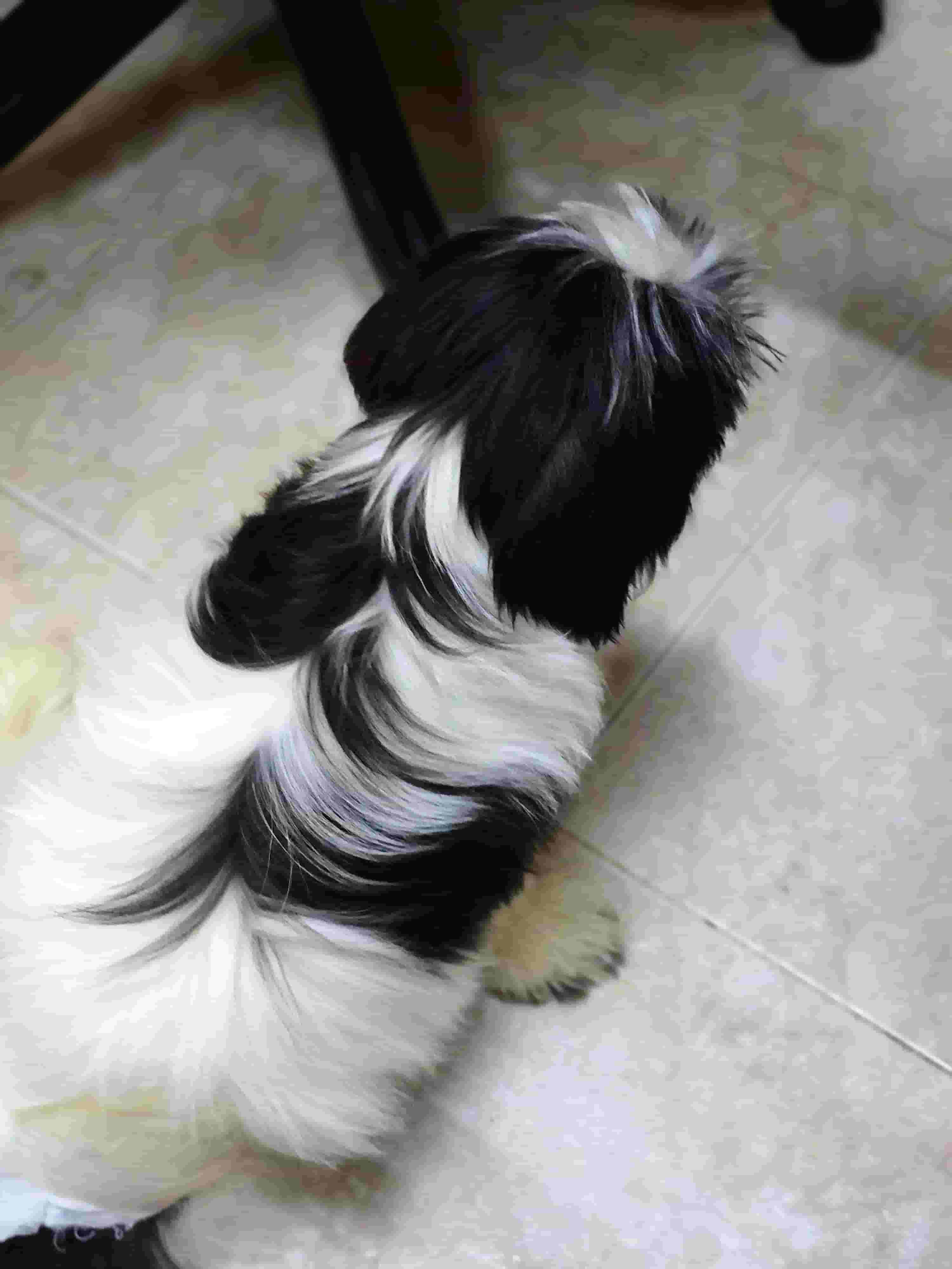 Shihtzu mini puppy