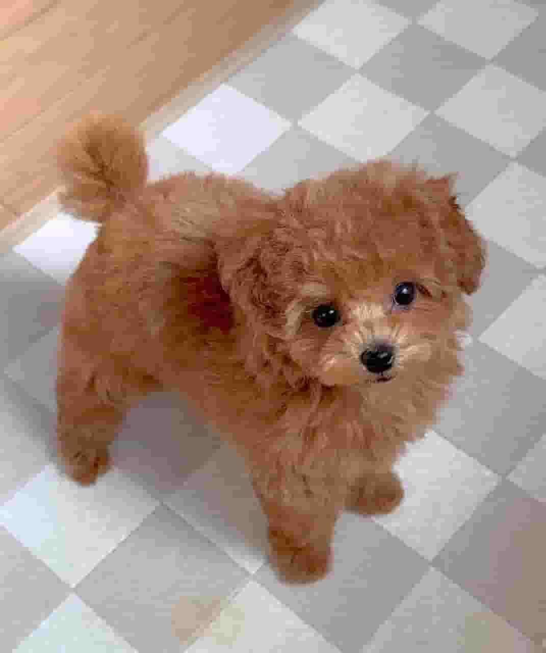Our pure-breed poodles are available