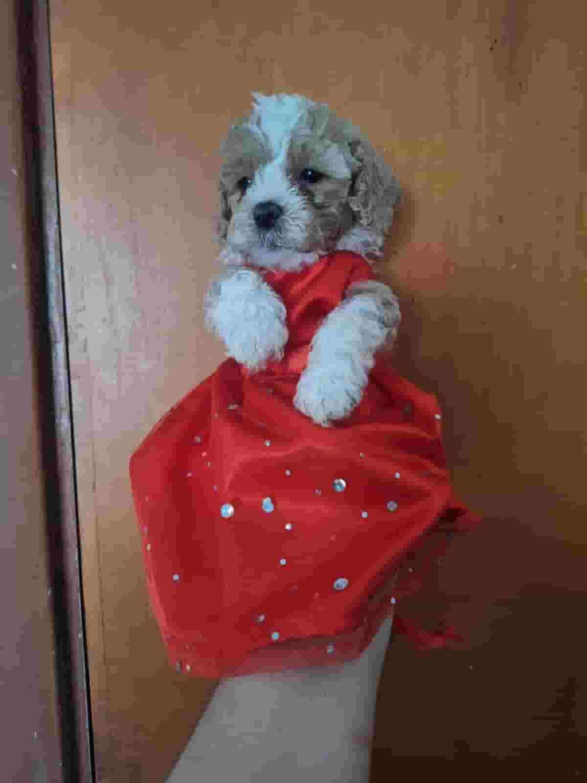 2-month-old Maltebo male