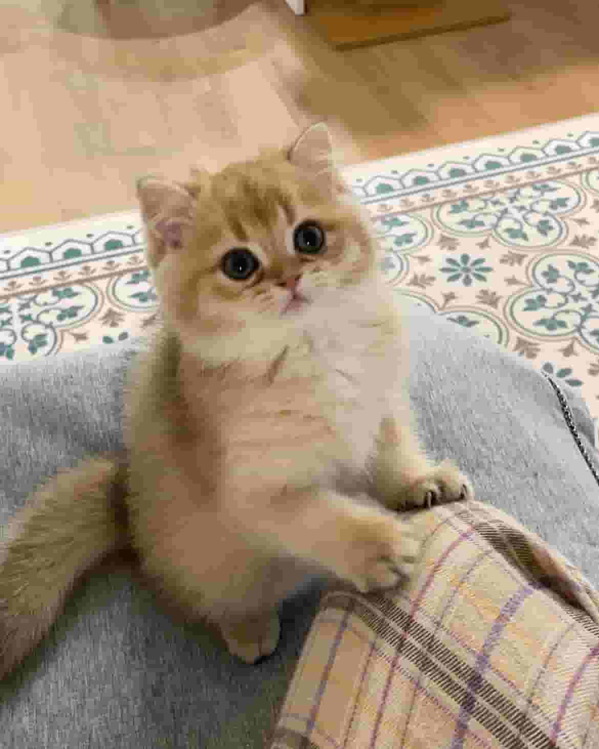 Munchkin kittens