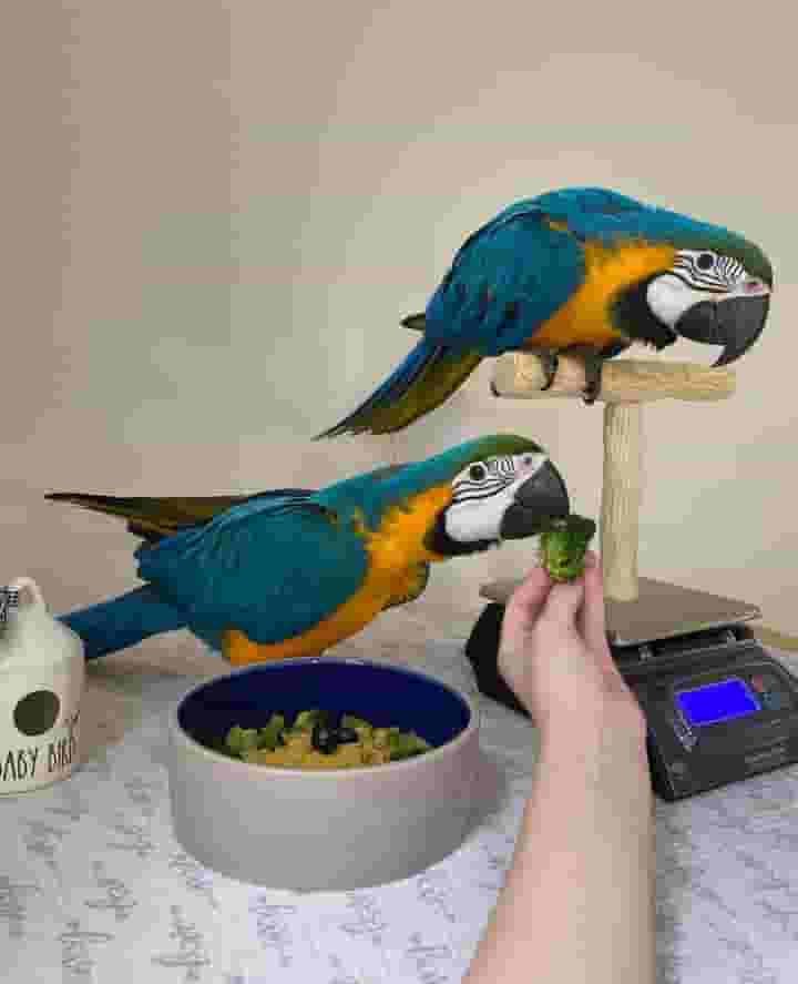 BLUE AND GOLD MACAW PARROTS