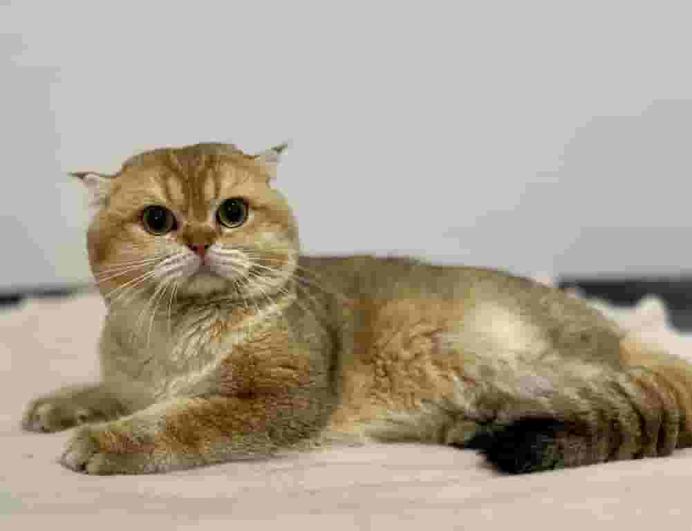 Male cats for mating