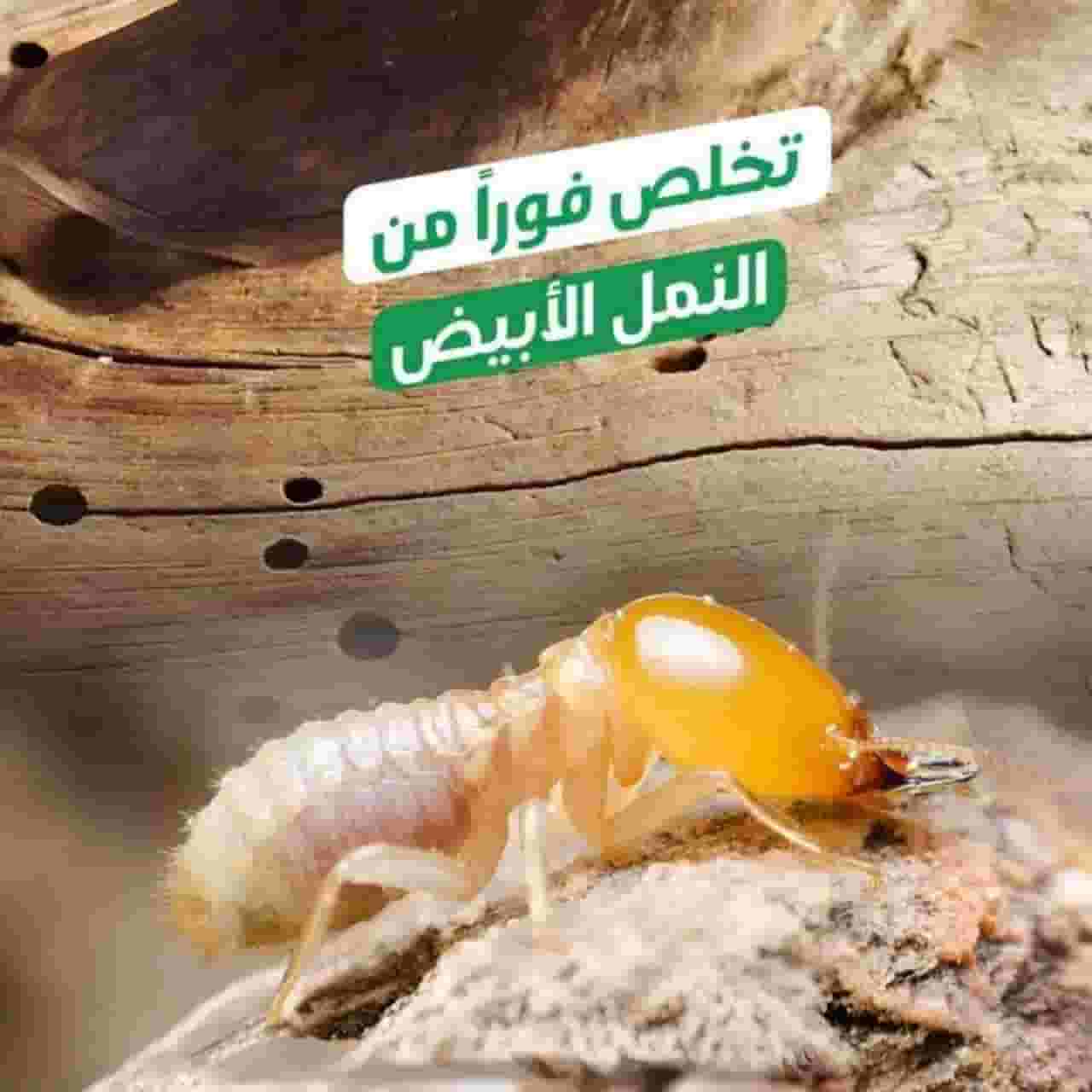 شركة مكافحة حشرات