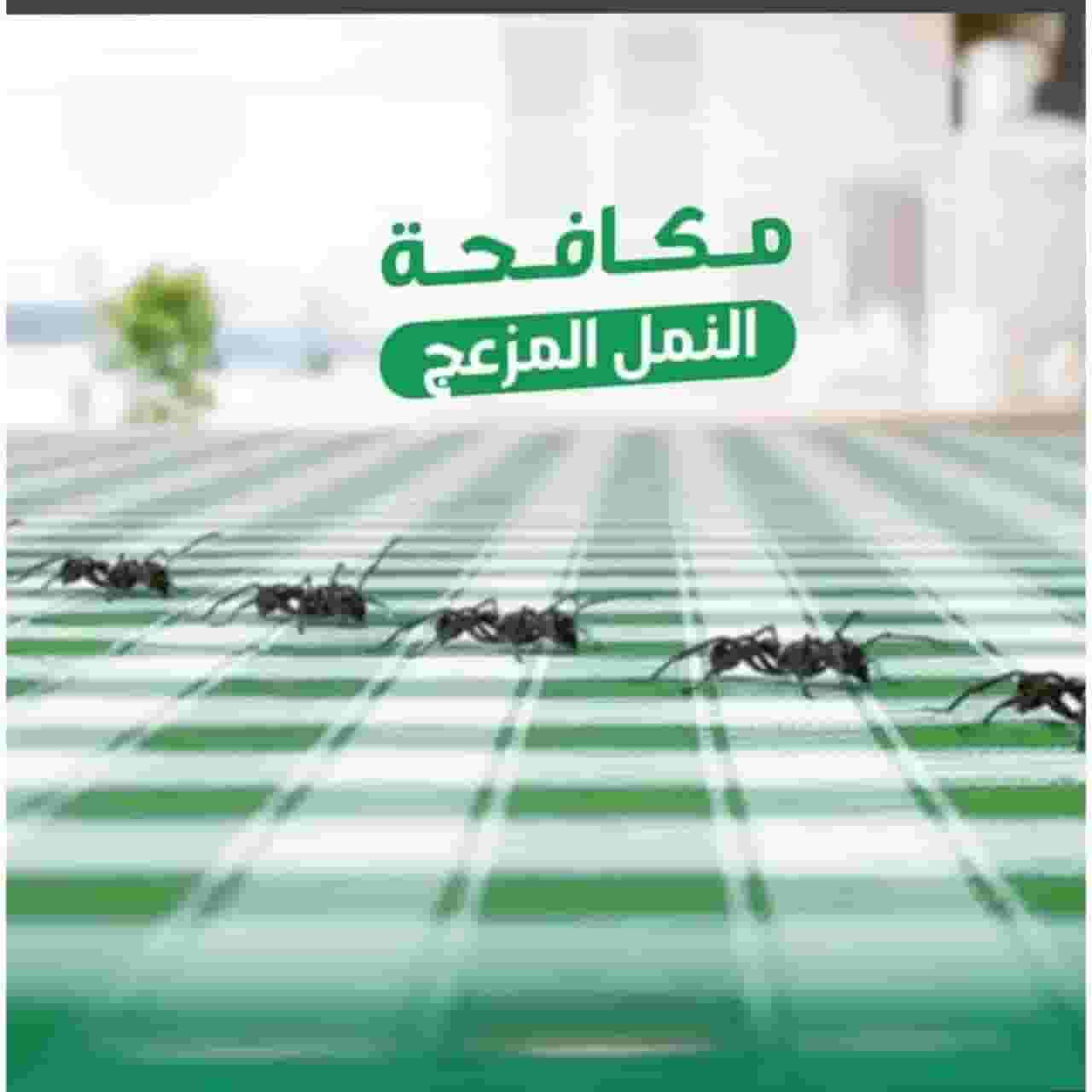 شركة مكافحة الرمة في العين