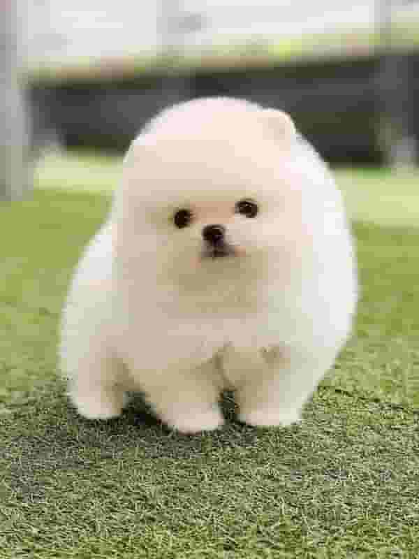 Priceless White Pomeranian Puppy For Good Homes