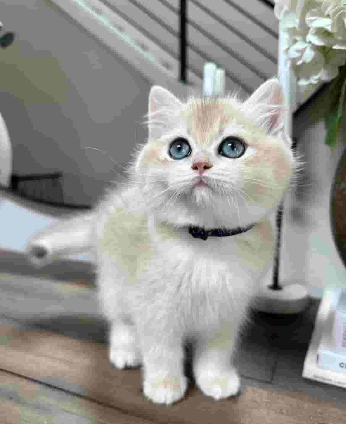 British shorthair kitten