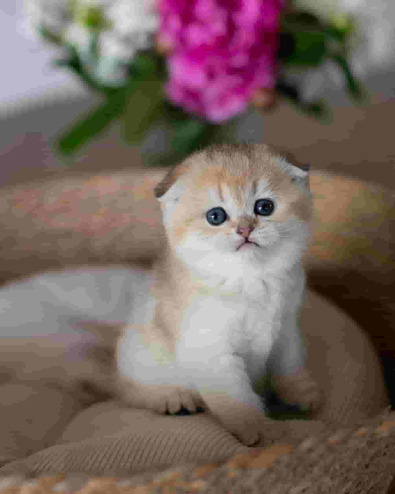 Scottish fold kitten
