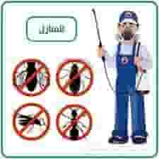 شركة مكافحة حشرات في عجمان