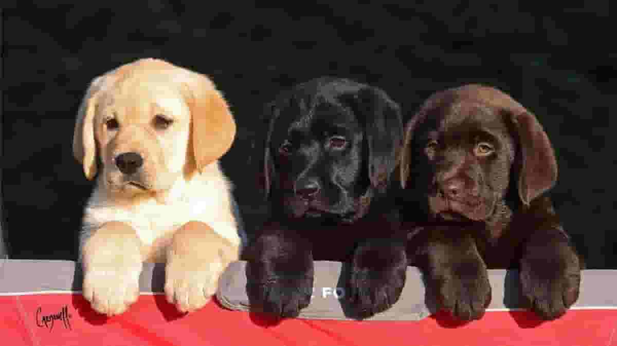 Labrador retriever dogs