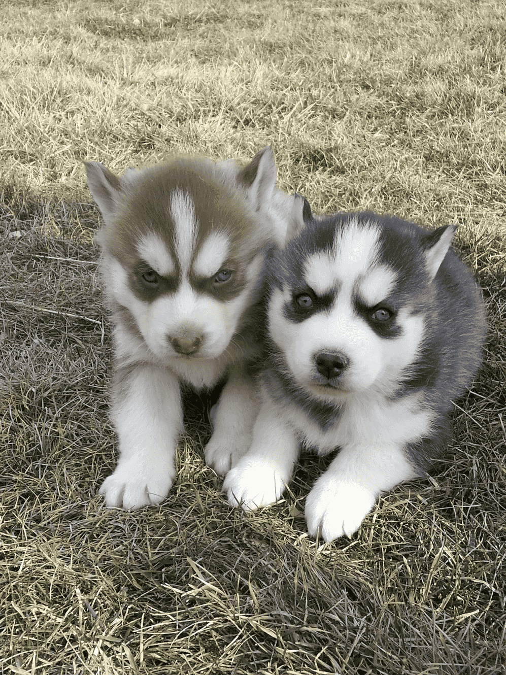 Husky dogs for sale