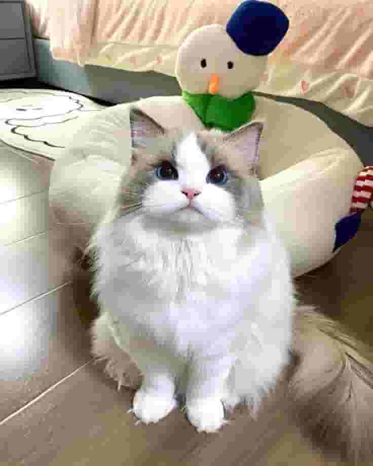 RAGDOLL KITTENS FOR ADOPTION