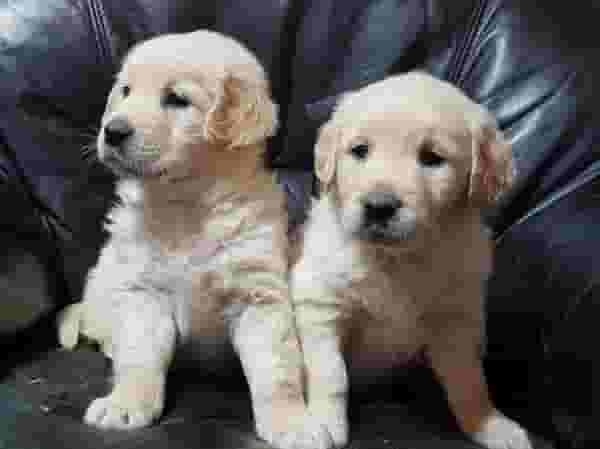 Golden Retriever Puppies
