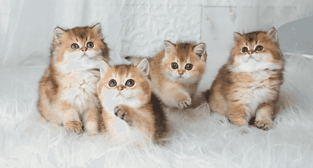 Purebred kittens
