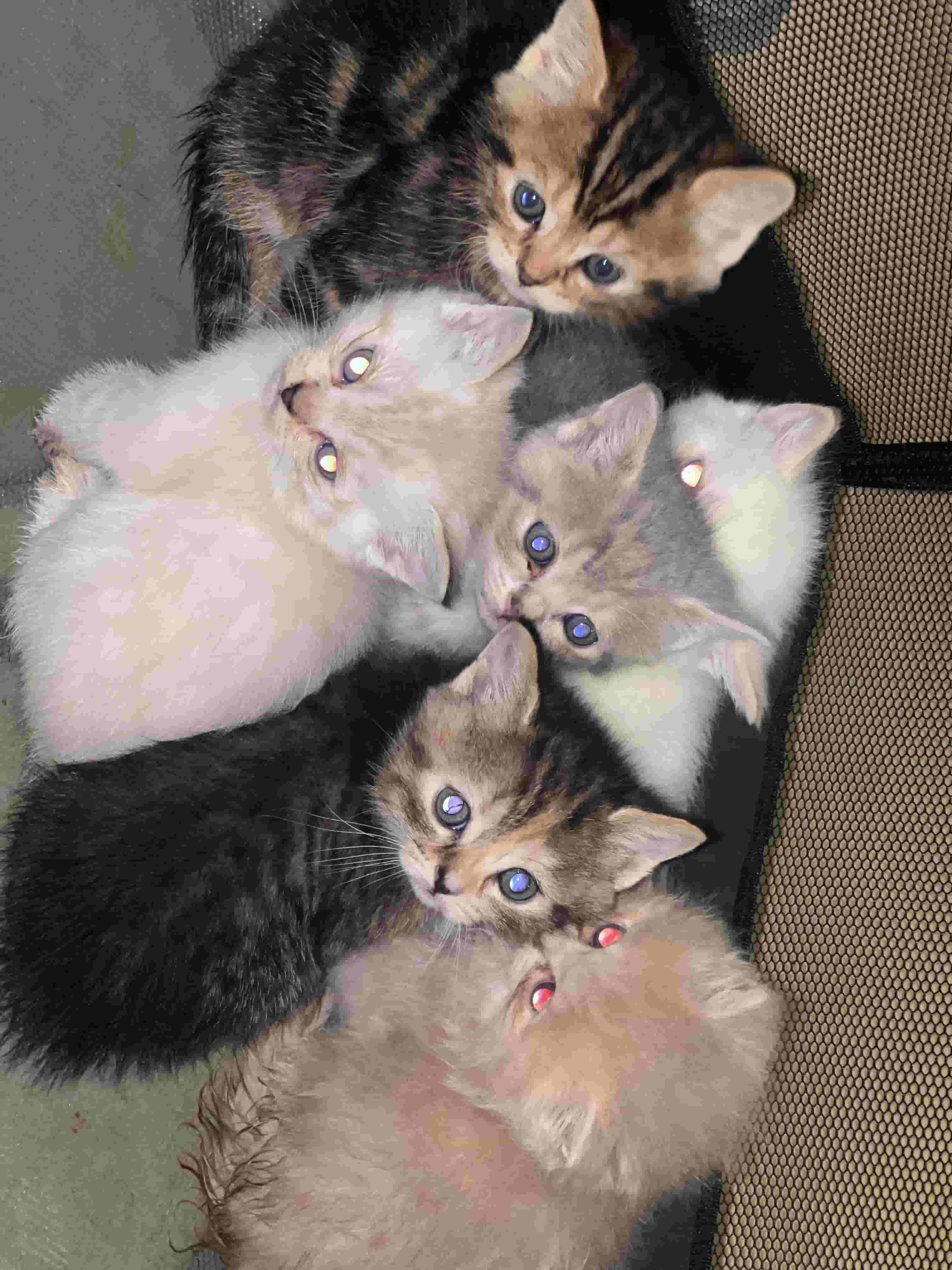 Scottish straight kittens