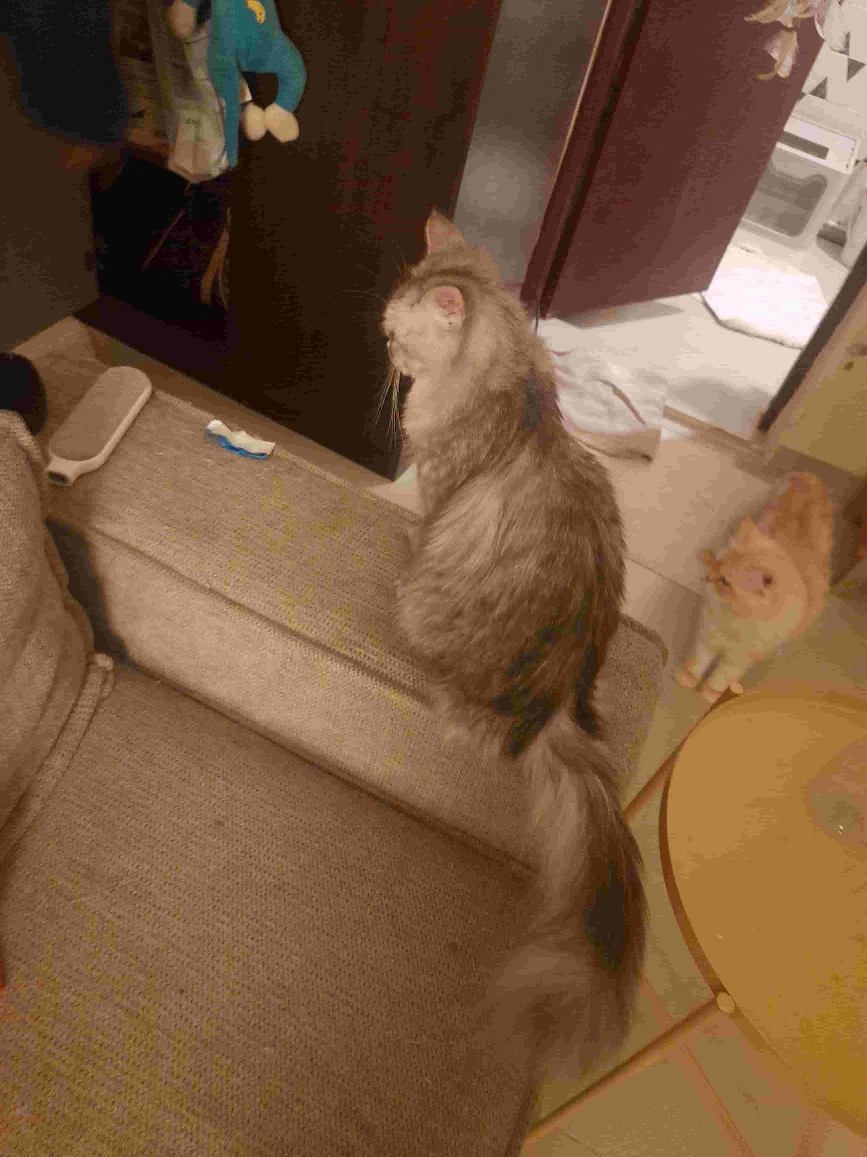 cat for sale
