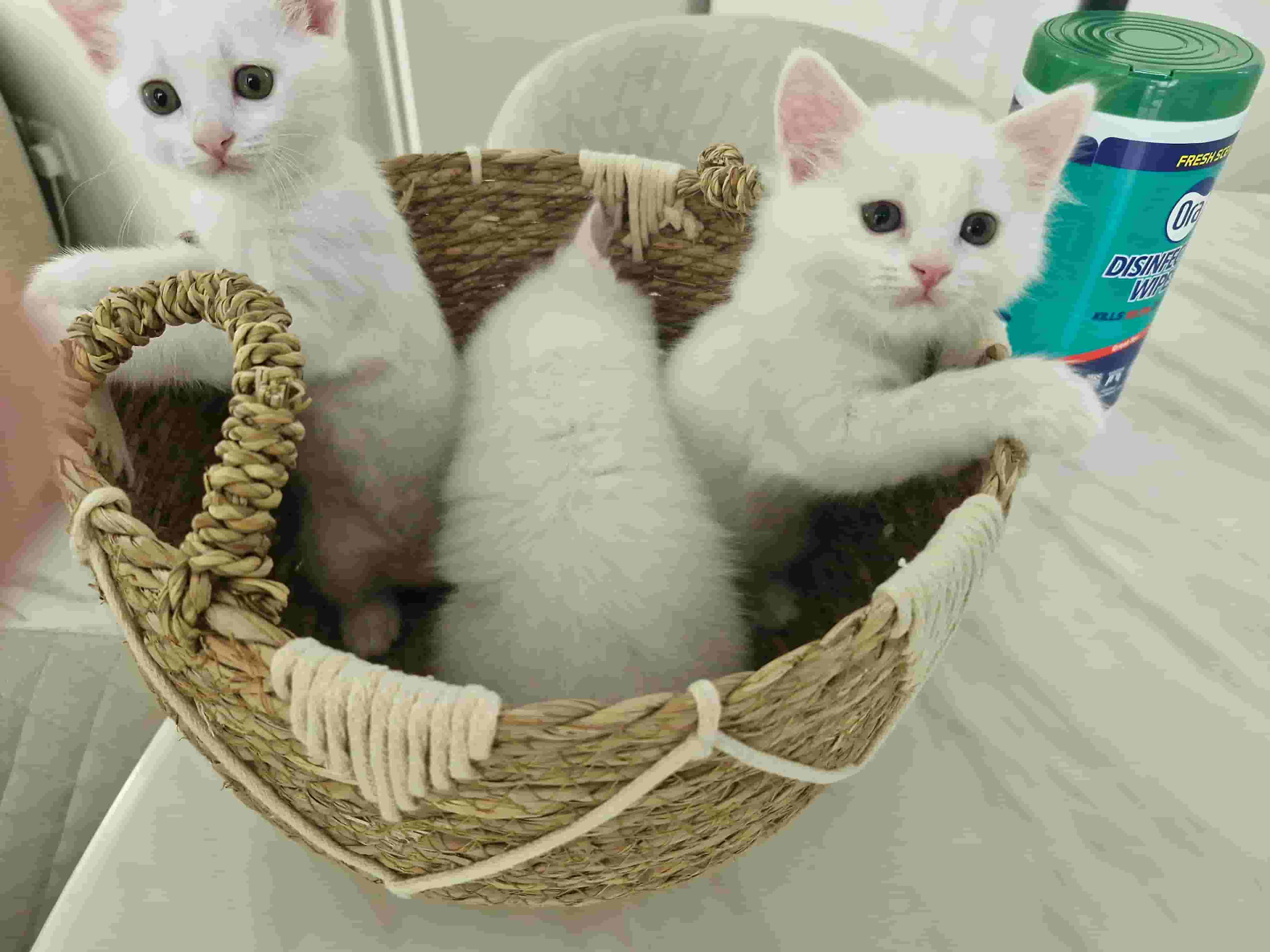  Scottish Kittens + Angora