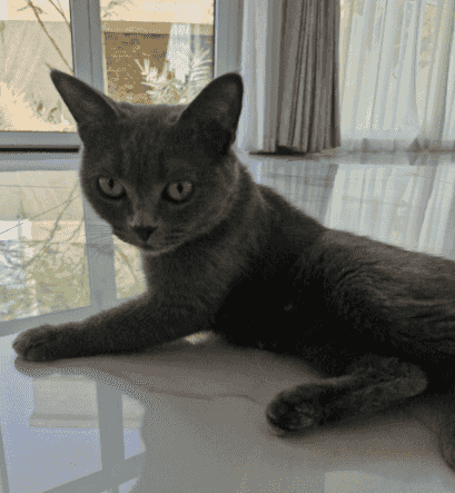 Scottish old female cat 
