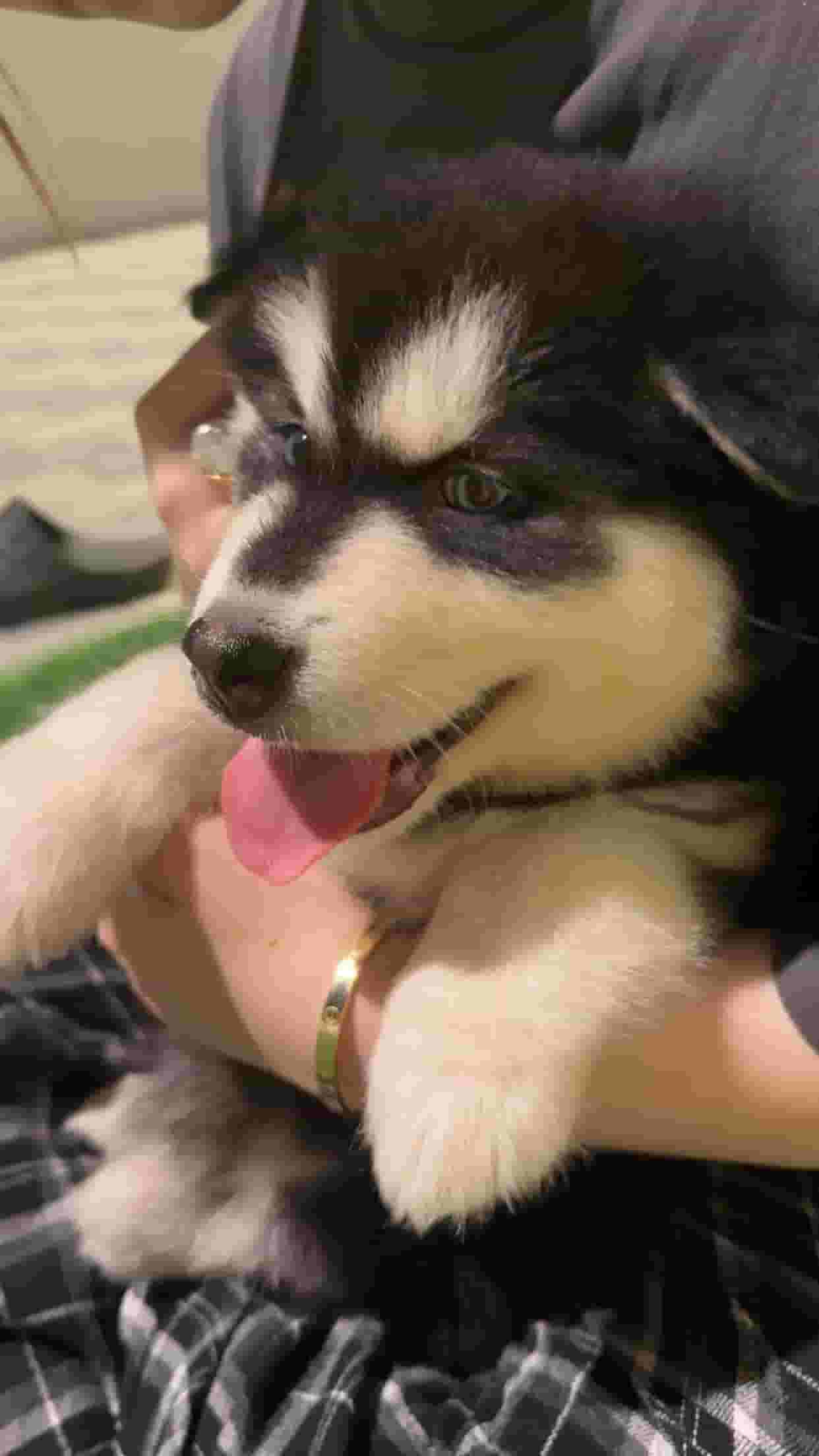 Female Siberian Husky