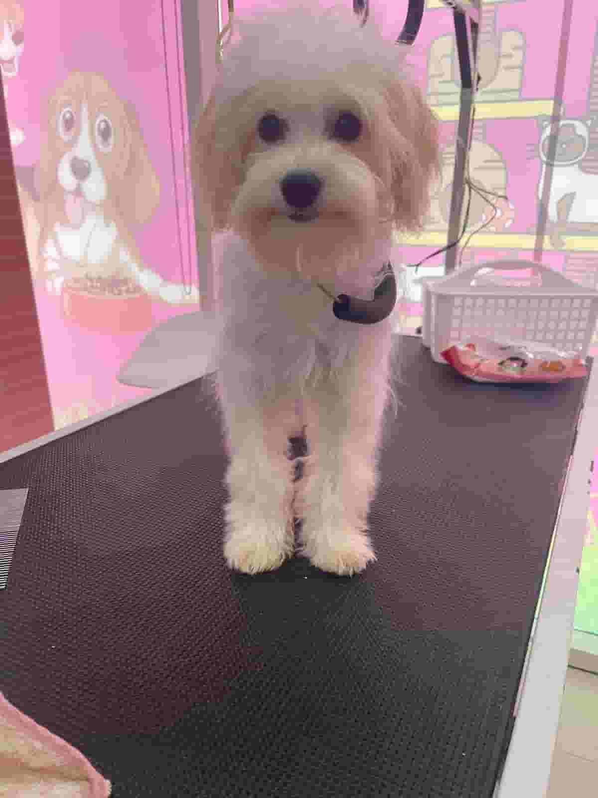 Maltipoo Female