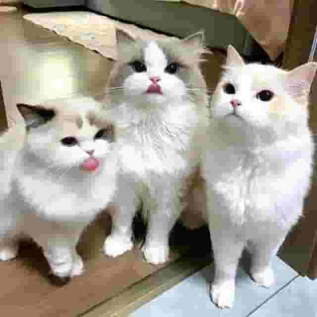 قطط RAGDOLL للتبني