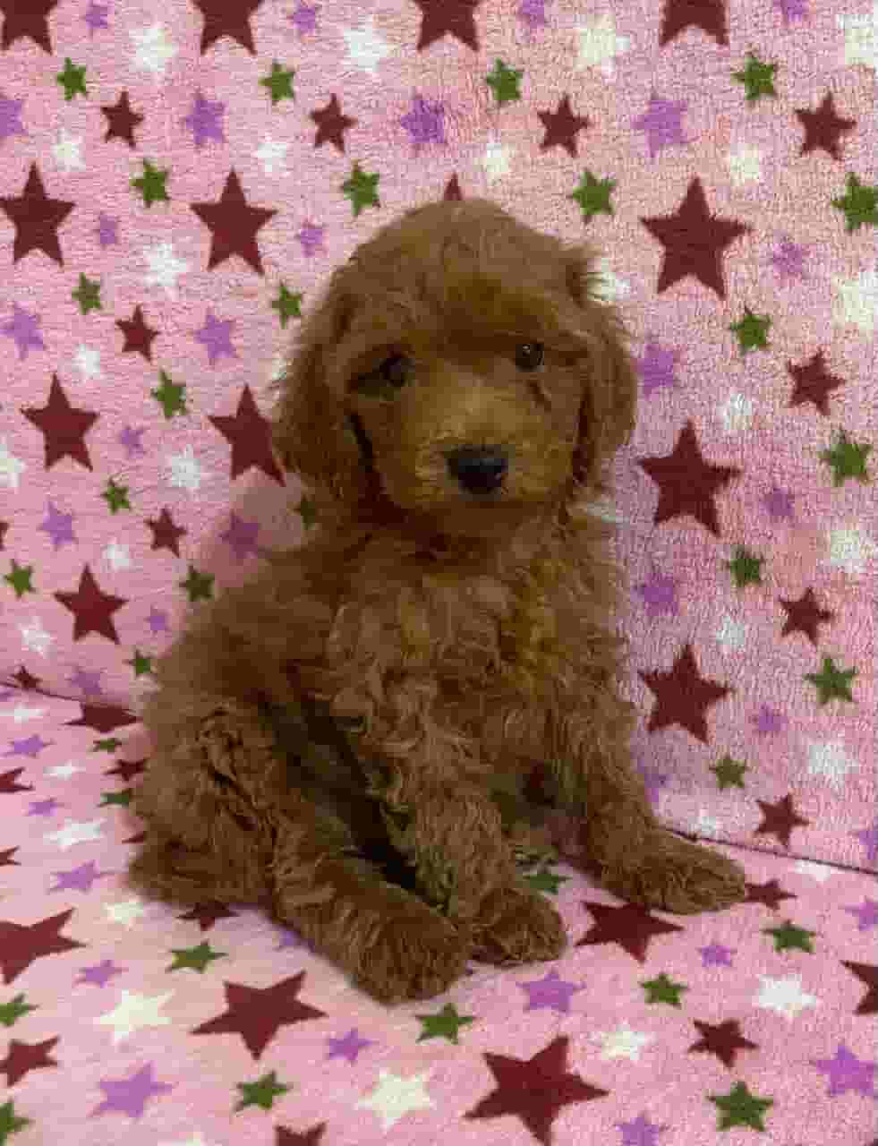 **High Quality Bloodline Red Poodles Available**