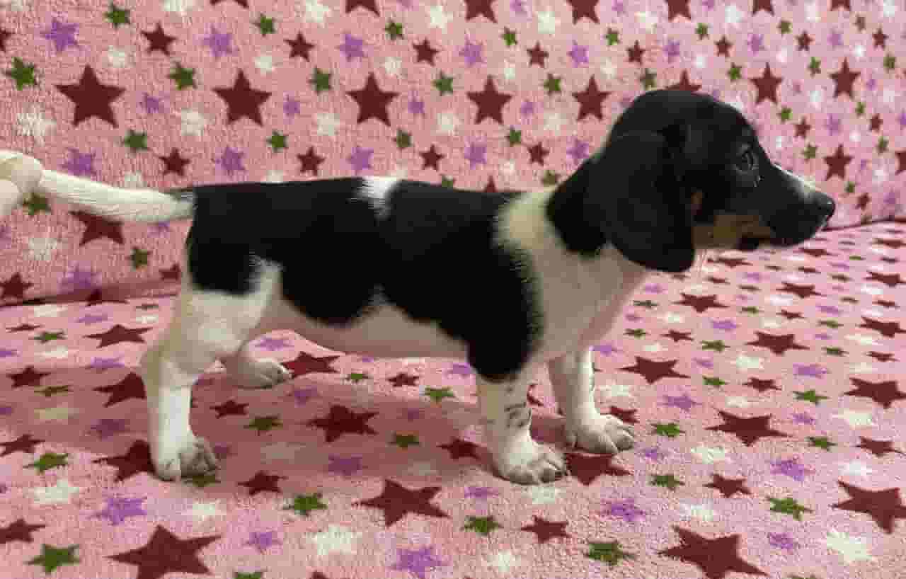 Pure and Superb Quality Dachshund Puppies Available
