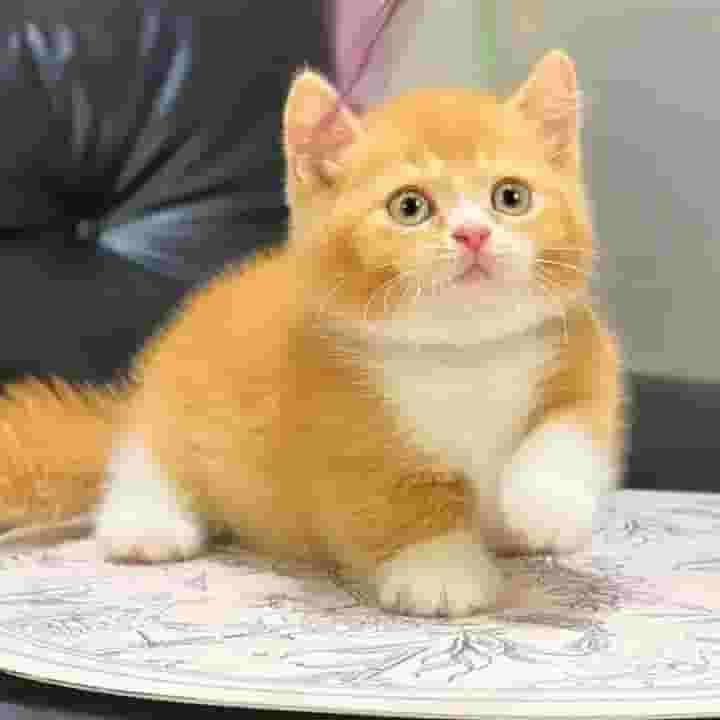 Munchkin cats for sale