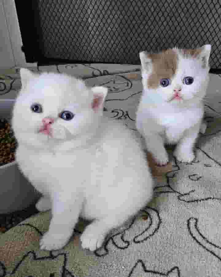 Persian cats for sale