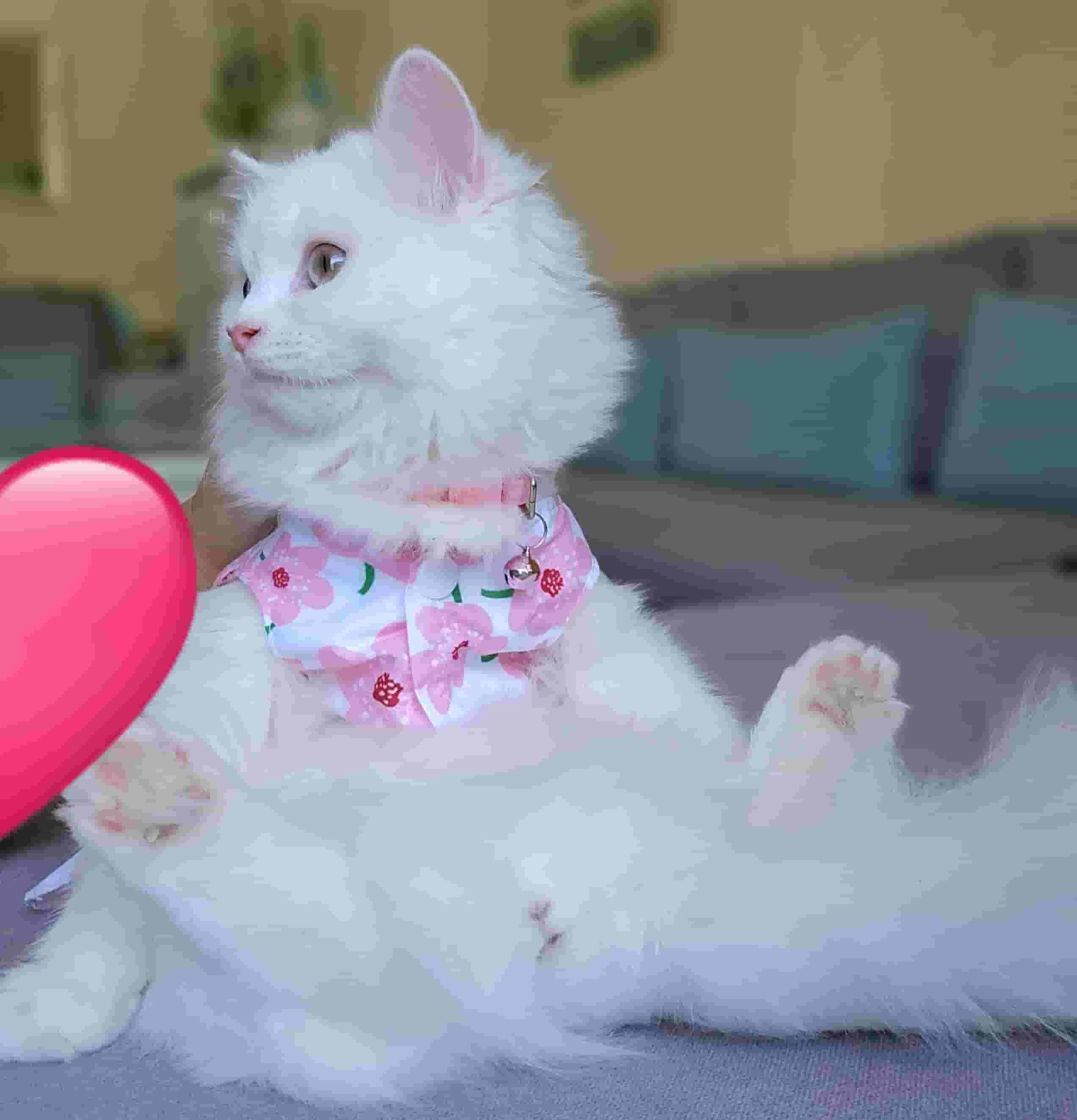 Shirazi long hair cat 