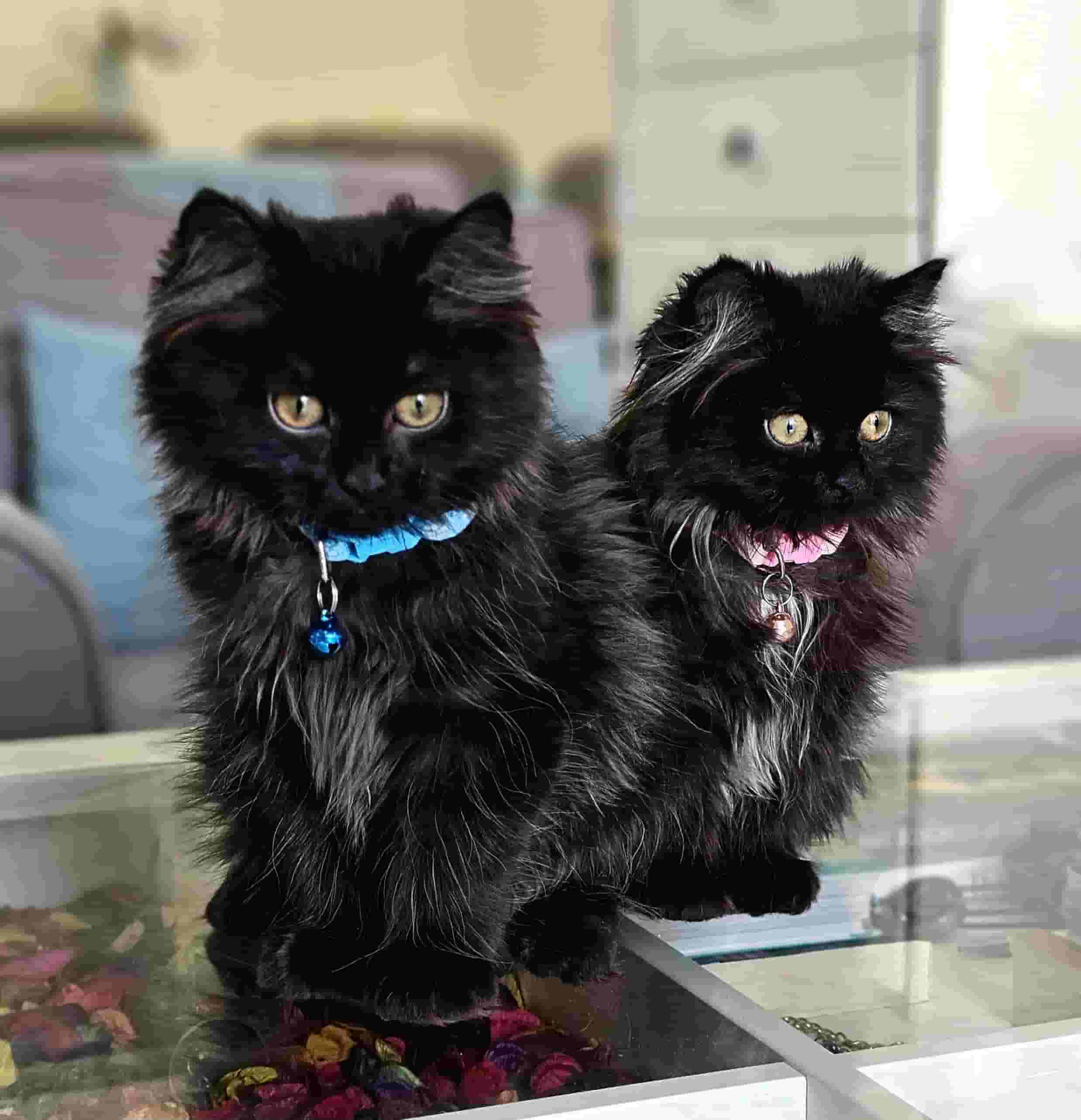 Shirazi Black Long Hair Cats