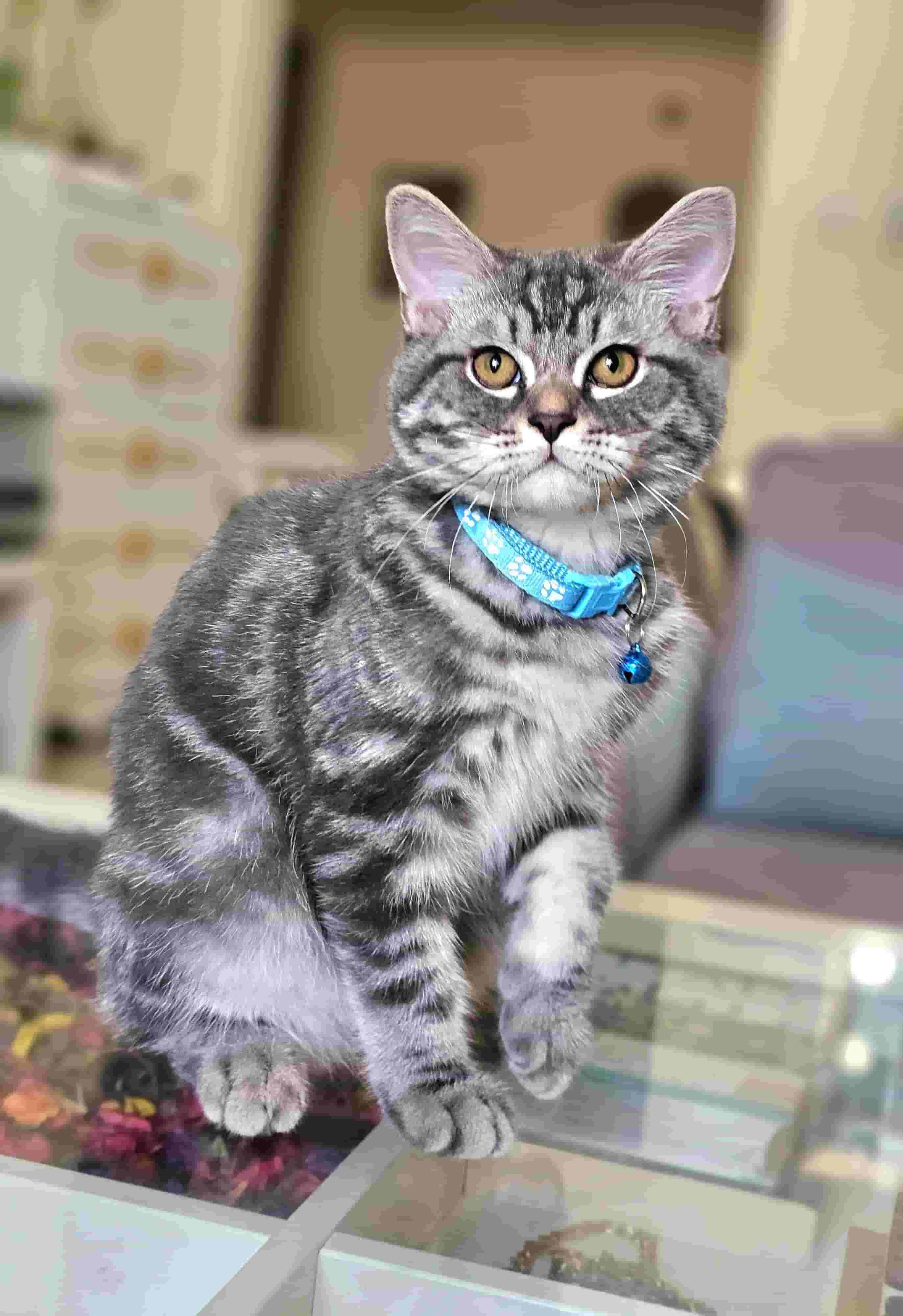 British Marble cat